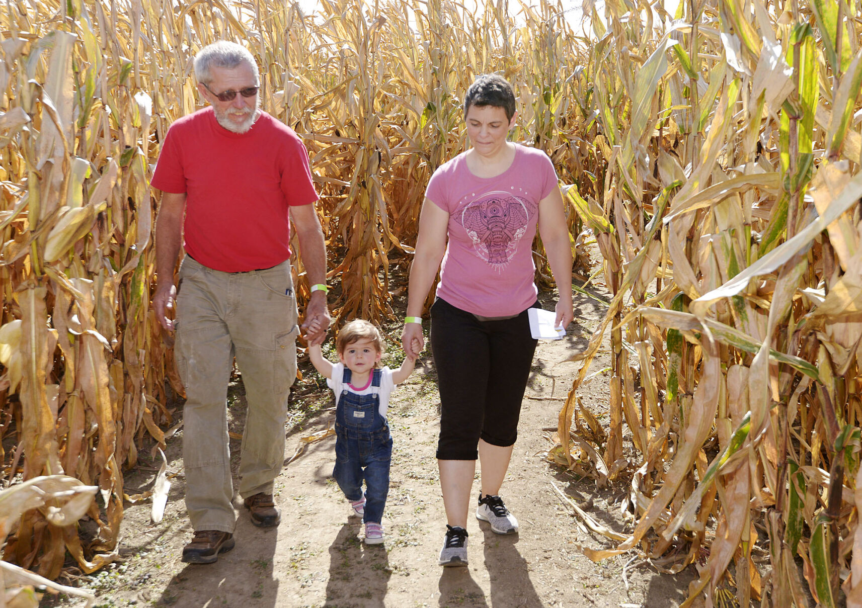 Corn maze